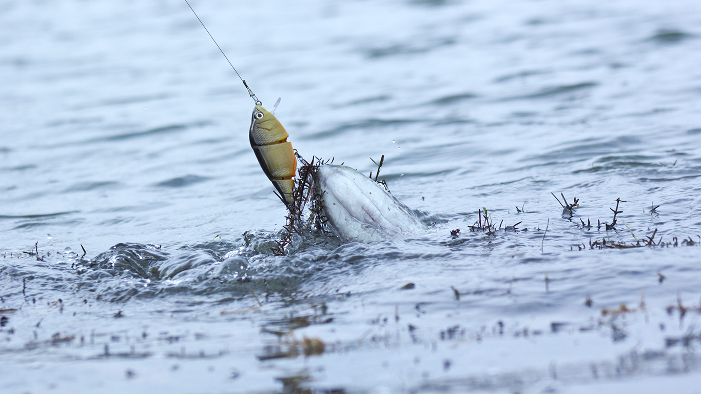 #6 semi-barbelé pop up wire trace achetez 4 obtenez 1 gratuit pêche brochet dead appât rig No